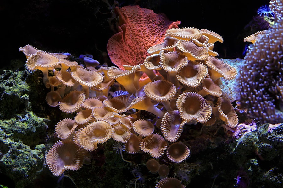 Photo icici rupay coral credit card